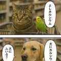 いぬとねこといんこ16 8枚目