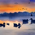 夕焼け霧の鴨群（1） 9枚目