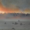 夕焼け霧の鴨群（1） 11枚目