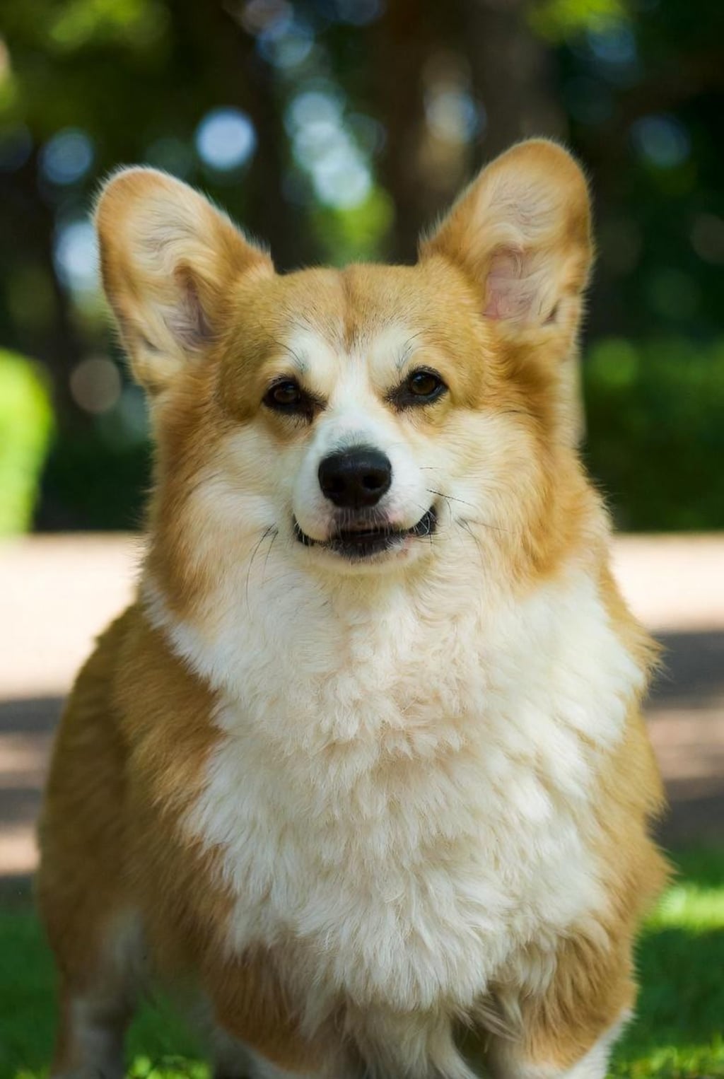コーギー