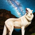 ２７日目ウルフ、ギャラクティカ 7枚目
