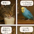 いぬとねこといんこ5 2枚目
