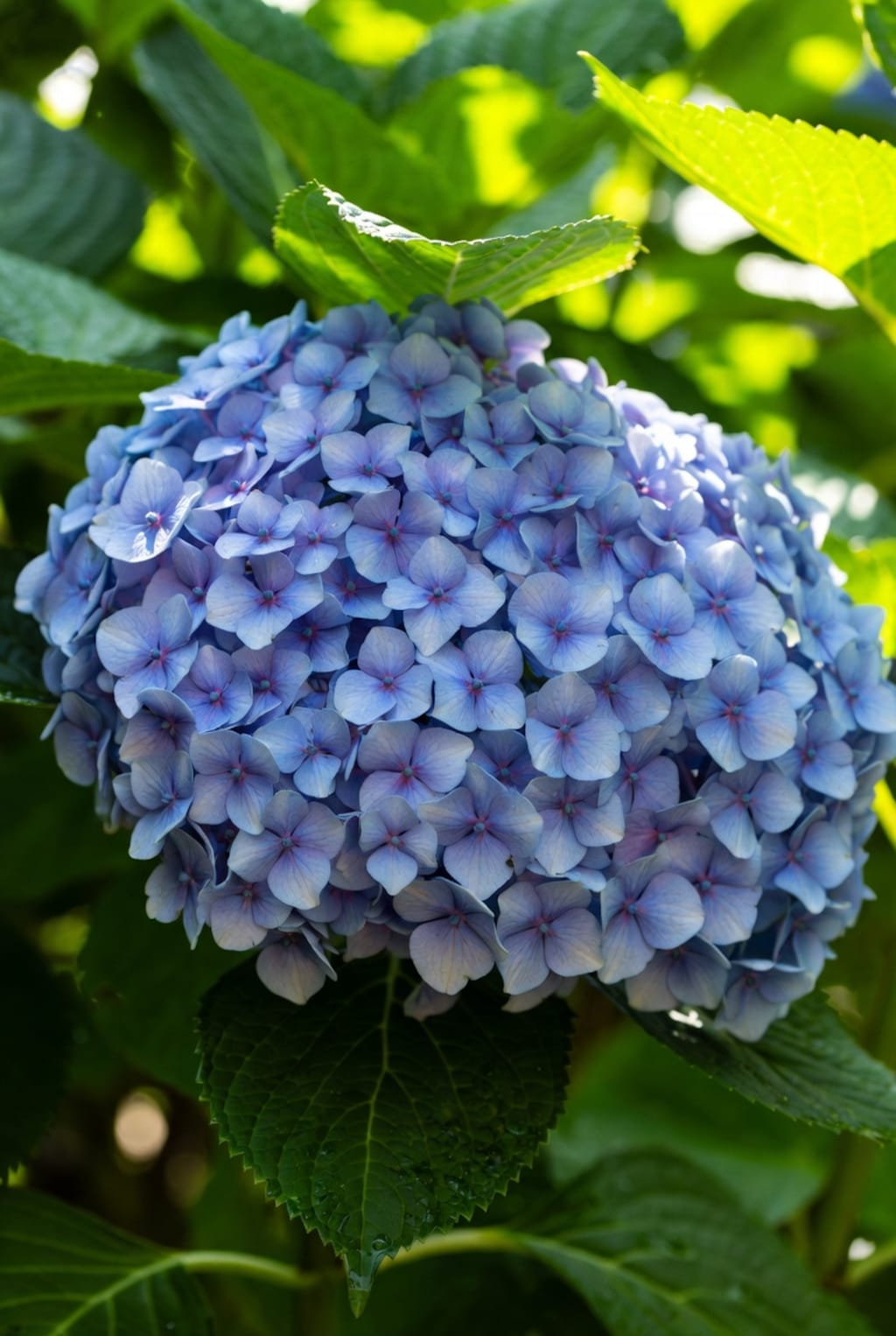 Hydrangea