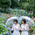 紫陽花の季節 2枚目
