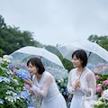 紫陽花の季節 4枚目