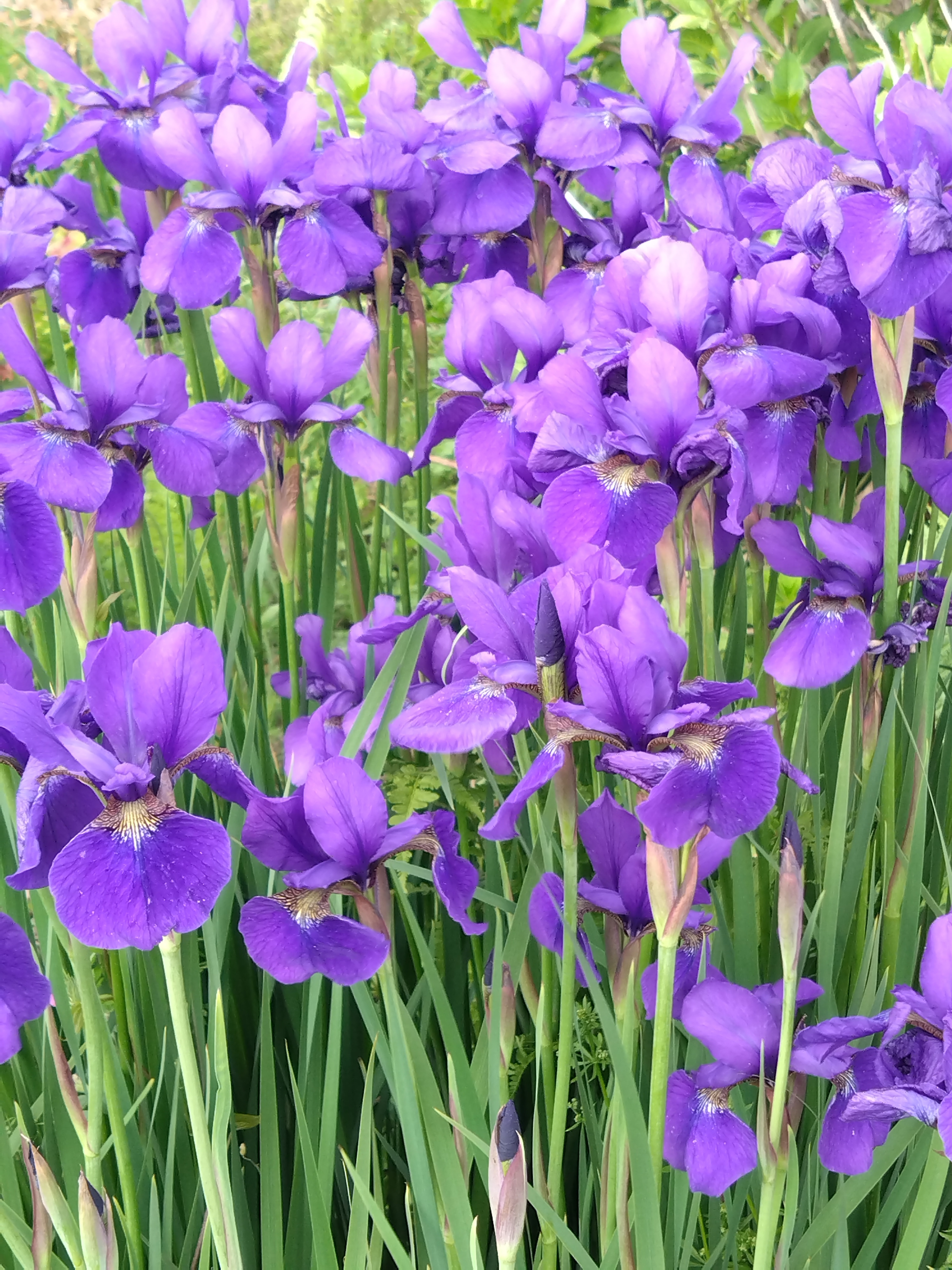 花菖蒲の姫君