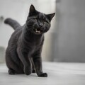 黒猫の一日　ストーリーフォト 11枚目