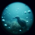 Bird on sea bed 2枚目