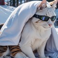 雪山で暮らす人の手を離れた猫 10枚目