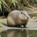 ヌートリアっ!! 2枚目