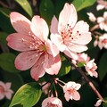桜の花 4枚目