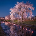 枝垂れ桜 2枚目
