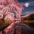 枝垂れ桜 3枚目