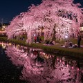 枝垂れ桜 6枚目