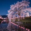 枝垂れ桜 5枚目
