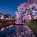 枝垂れ桜 4枚目