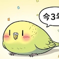 3周年おめでとうが中々言えないWhiskインコ 12枚目