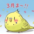 3周年おめでとうが中々言えないWhiskインコ 7枚目