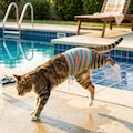 夏だから履かされた猫 3枚目
