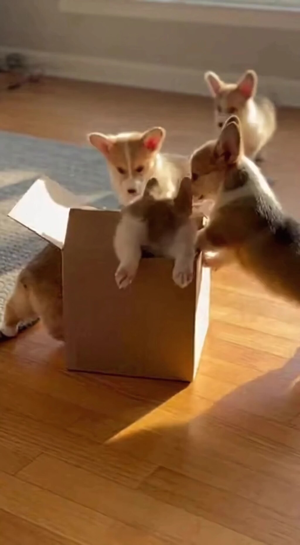 Puppy Pile on the Cardboard Fortress