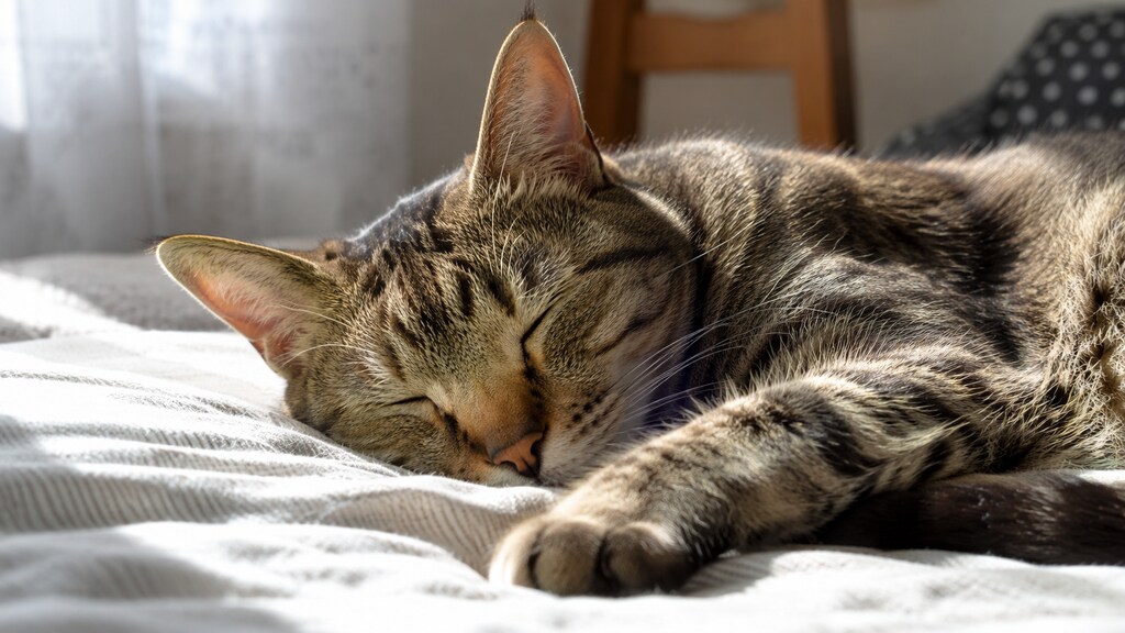 猫が癒やし