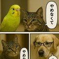 いぬとねこといんこ25 5枚目