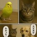 いぬとねこといんこ25 8枚目