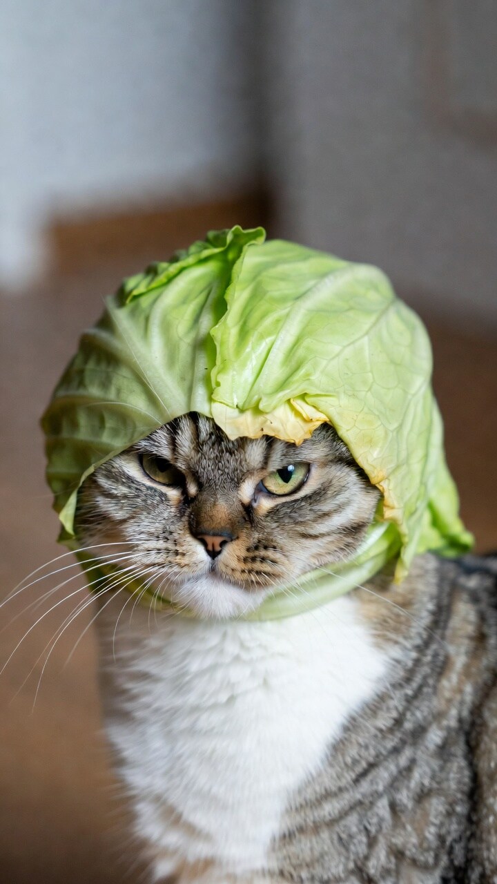 被せ猫