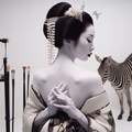 シマウマイコ 10枚目