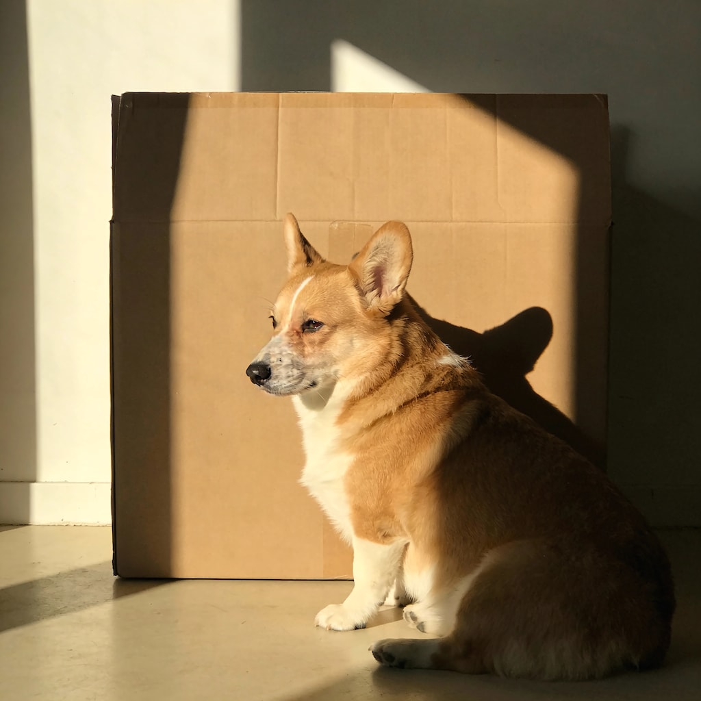Corgi Bursting from the Cardboard Tunnel