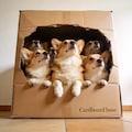 Corgi Bursting from the Cardboard Tunnel 2枚目