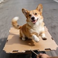 Corgi Bursting from the Cardboard Tunnel 6枚目
