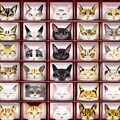 猫がキャラクターの格闘ゲームのキャラクターセレクト画面チャレンジ　４回目 4枚目