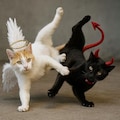 天使と悪魔の猫 7枚目