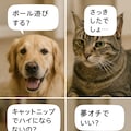 いぬとねこといんこ29 12枚目