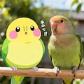 喋るインコと実写インコ 2枚目