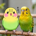 喋るインコと実写インコ 7枚目