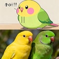 喋るインコと実写インコ 10枚目