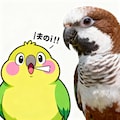 喋るインコと実写インコ 3枚目