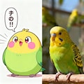 喋るインコと実写インコ 8枚目