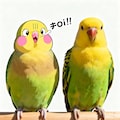 喋るインコと実写インコ 6枚目