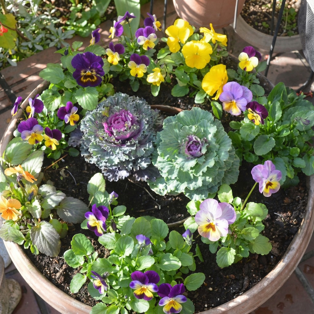 冬の花のガーデニング。