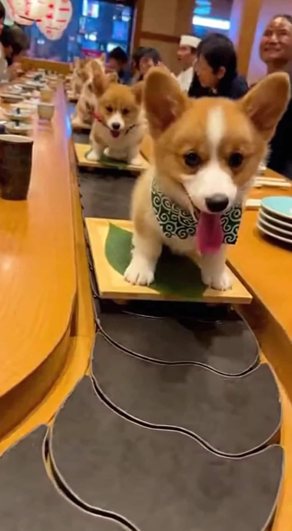 Corgi Conveyor Belt Fun