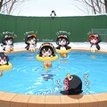 ペンギンちゃんの行進 10枚目