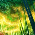 金色の竹林 4枚目