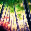 金色の竹林 3枚目