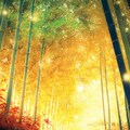 金色の竹林 2枚目