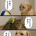 いぬとねこといんこ28 11枚目