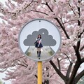 桜が綺麗 2枚目