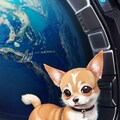チワワ猫 3枚目